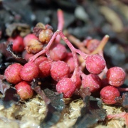 Kategoriename Kategoriename